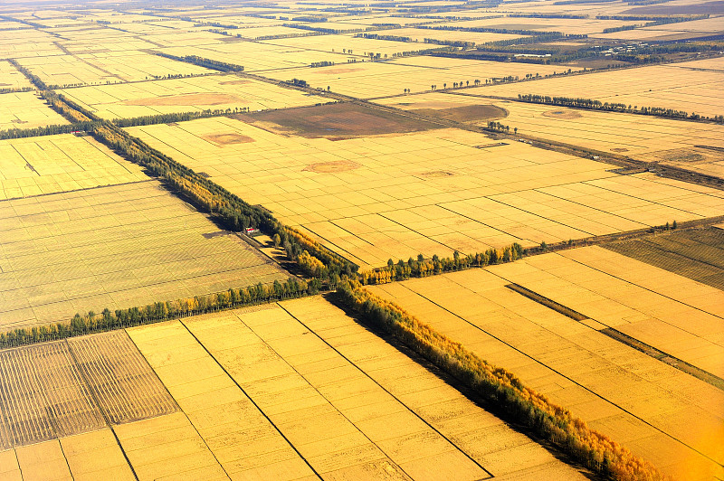 富饶的北大荒黑土地上的万亩稻田图片素材