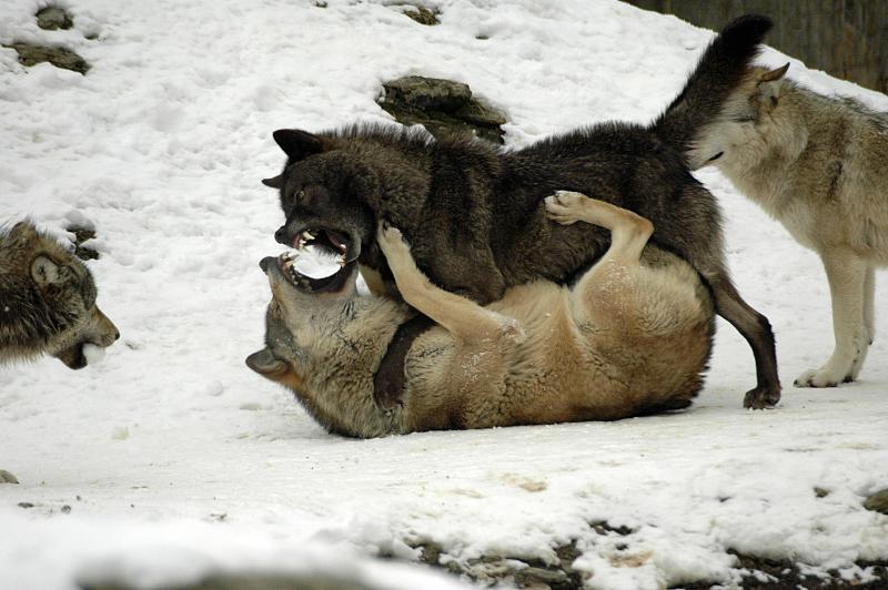 狼和阿拉斯加杂交图片
