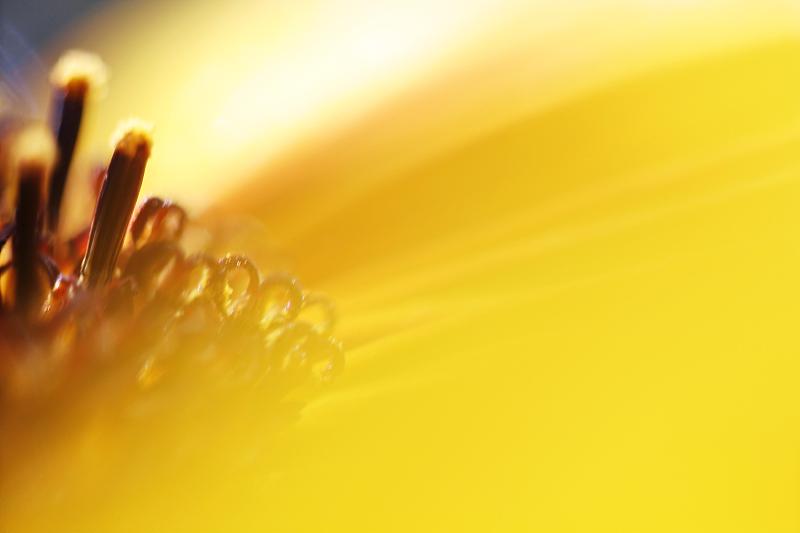 小花柱头和雌蕊在一个向日葵头状花序(向日葵)的黄色发光的花瓣的边缘上，特写图片下载