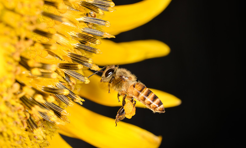 蜂与葵图片下载