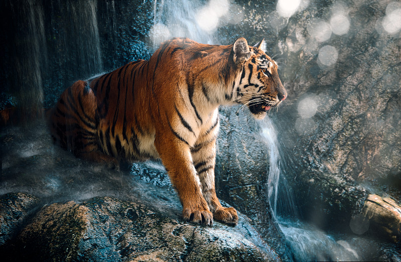 侧视图的老虎站在森林里图片下载