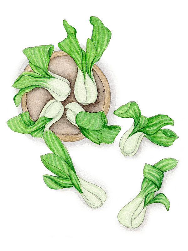 手绘水彩植物蔬菜上海青白菜素材插画下载