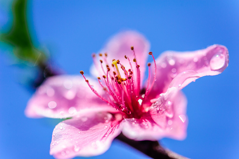 桃花季图片素材