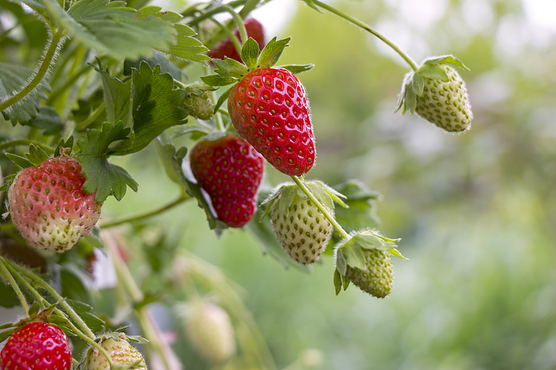 草莓生长在植物上的特写图片素材