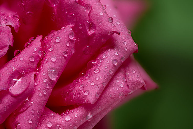 湿粉色玫瑰花的特写，加利福尼亚，美国，美国图片素材