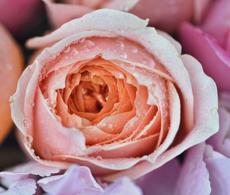 湿粉色玫瑰的特写，阿曼图片素材