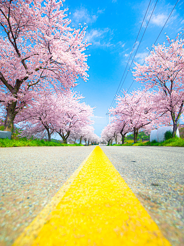 低角度的樱花树沿道路图片下载