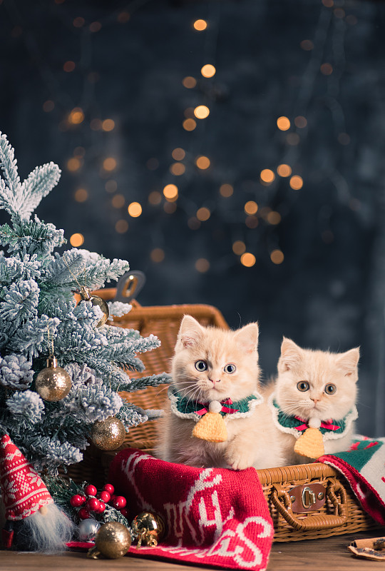 圣诞主题宠物猫图片素材