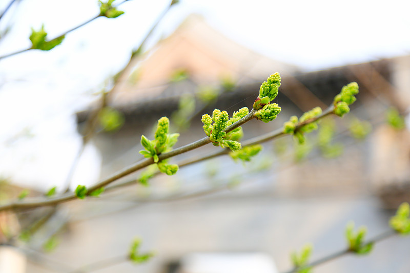春分节气北京市公园里的丁香花发芽吐穗图片下载