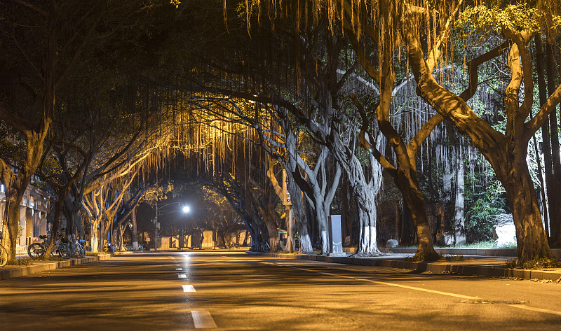 两边种植榕树的城市道路夜景图片素材