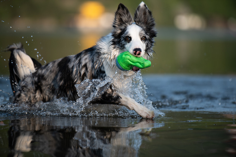 波兰，一只边境牧羊犬在水里玩玩具图片素材