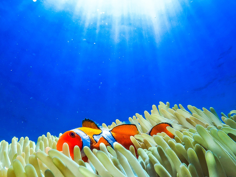 特写咸水热带小丑海葵鱼在海里游泳，大堡礁，昆士兰，澳大利亚图片下载