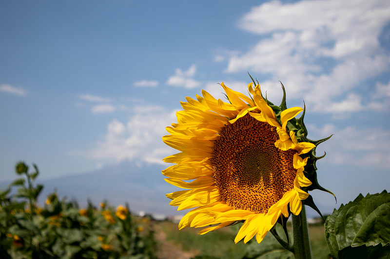 亚美尼亚，天空中向日葵的特写图片素材