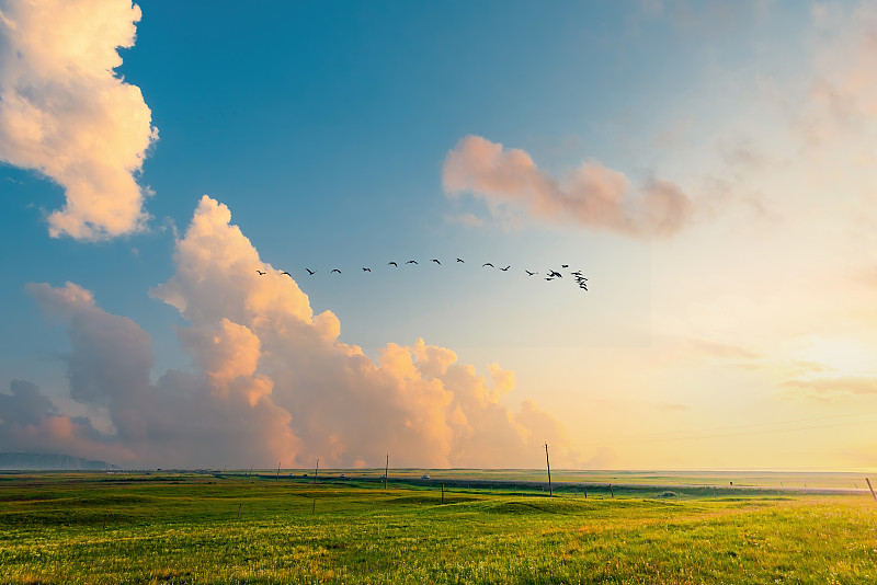 青海湖草原日出和飞鸟图片下载