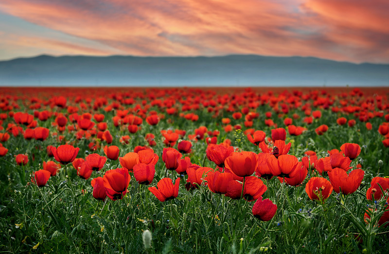 吉尔吉斯斯坦，日落时分，红色罂粟在田野上的特写图片下载