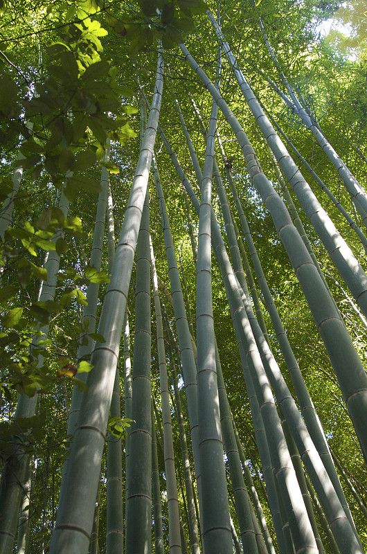 低角度的竹林，京都，日本图片下载