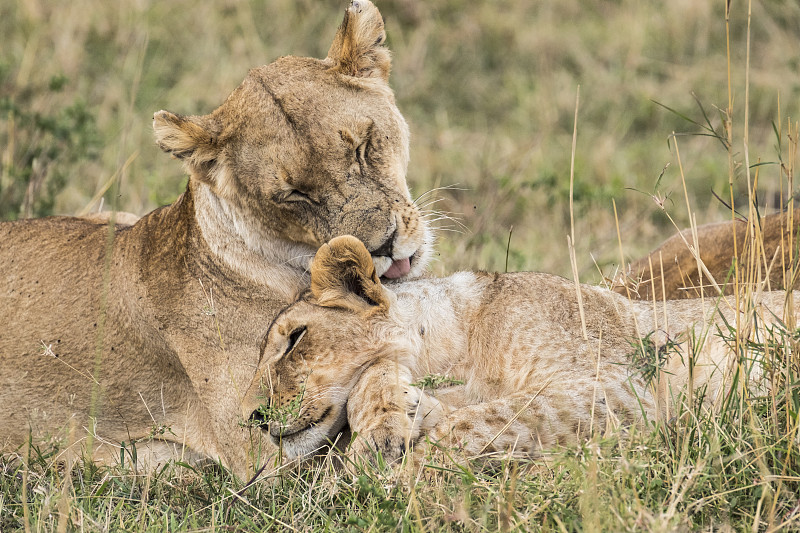 母狮保护小狮子图片