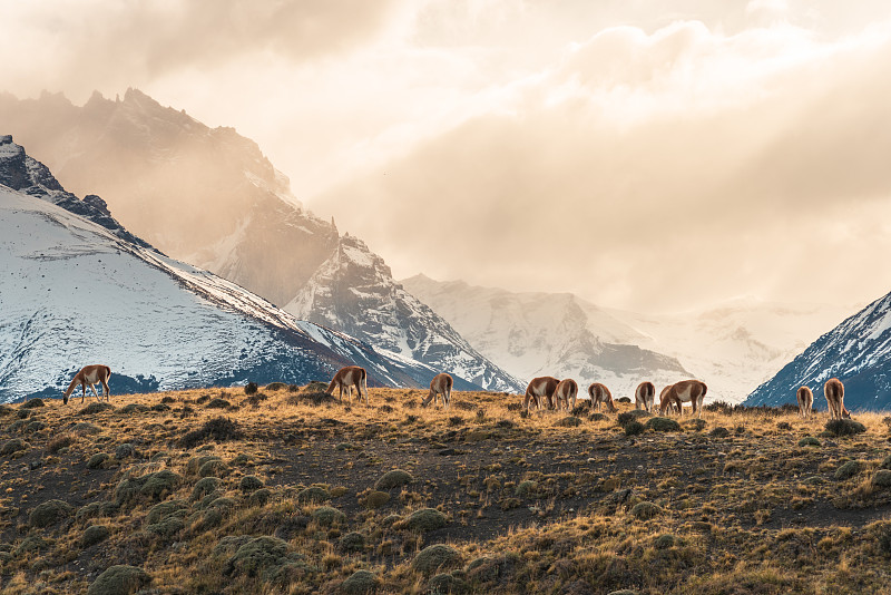 野生动物与雪山风光，南美洲自然风光，智利国家公园。图片下载
