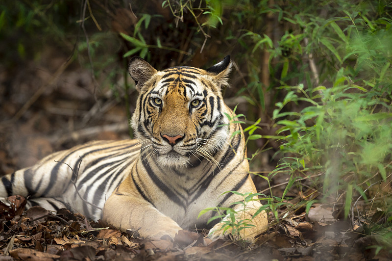 老虎坐在田野上的肖像，印度图片下载
