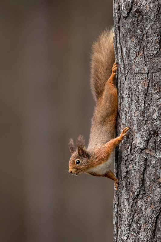 特写灰色树松鼠在树干上，英国，英国图片下载