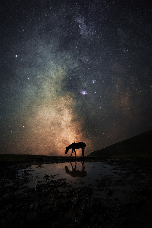 夜晚，保加利亚索非亚，天空映衬下，一匹马的轮廓屹立在田野上图片下载