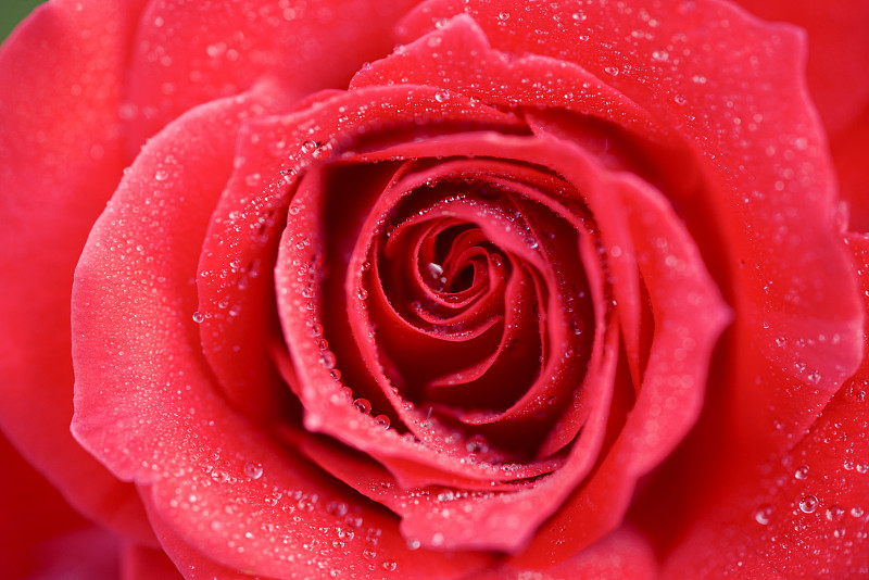 红玫瑰甜蜜爱情图片下载