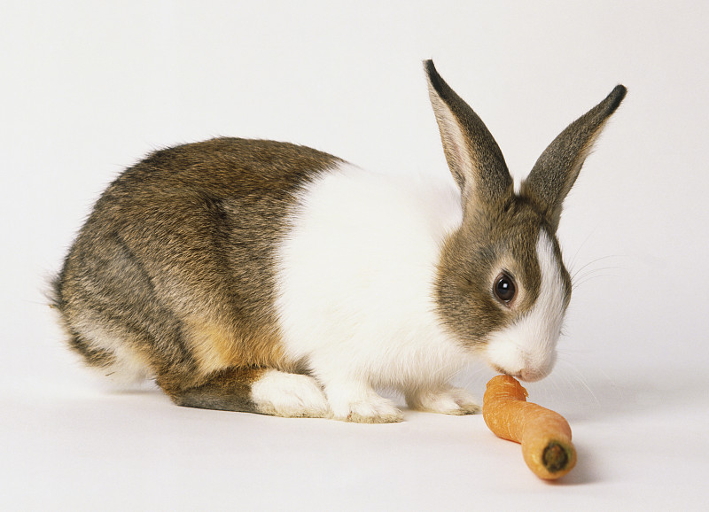 棕色和白色的兔子啃胡萝卜，侧视。图片下载