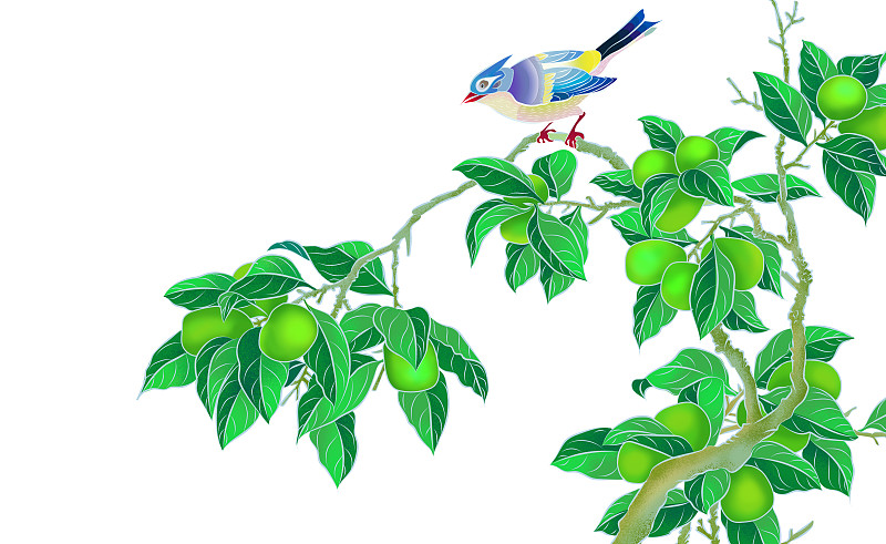 户外 春天 花鸟画   白色背景 植物学  小鸟 果子 青梅 绿色图片下载