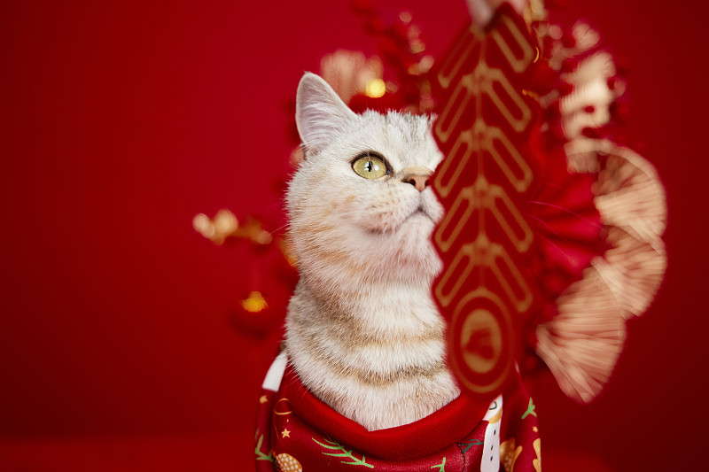 猫咪新年图片下载