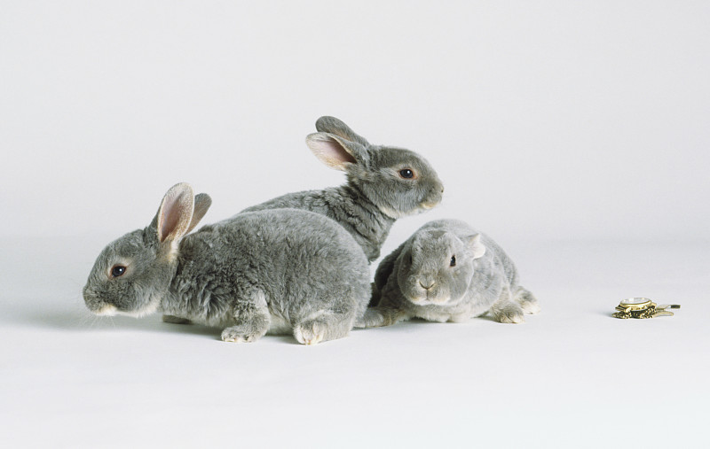 三只灰兔小猫(Oryctolagus cuniculus)站在对面，侧视图片下载
