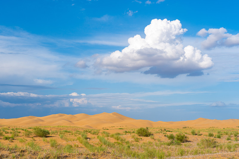 蓝天白云下的沙漠绿化梭梭林图片下载