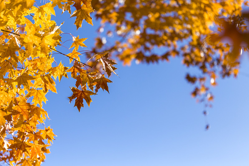 秋天金色的树叶和蓝天图片下载