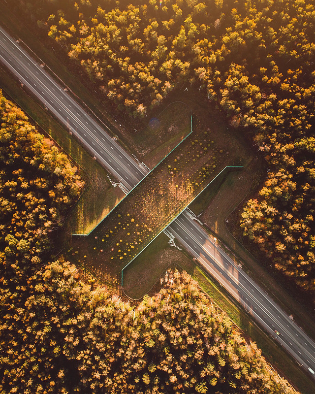 俄罗斯捷尔任斯基区，动物桥，城市树木中道路的高角度视图图片下载