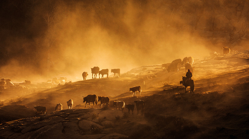 晨雾中的牛群图片下载