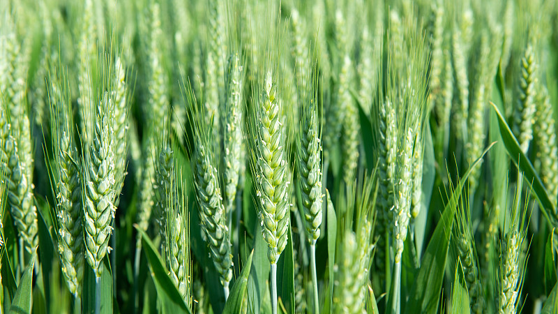 绿色的小麦麦穗图片下载