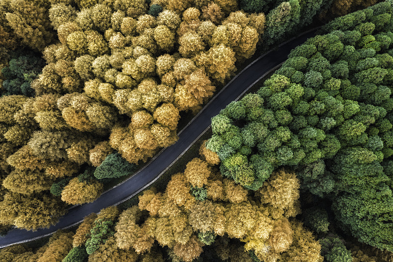 航拍重庆山王平喀斯特原始森林秋季金黄树叶植物图片下载