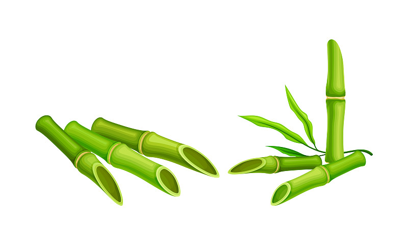 绿色竹茎集新鲜热带有机插画图片