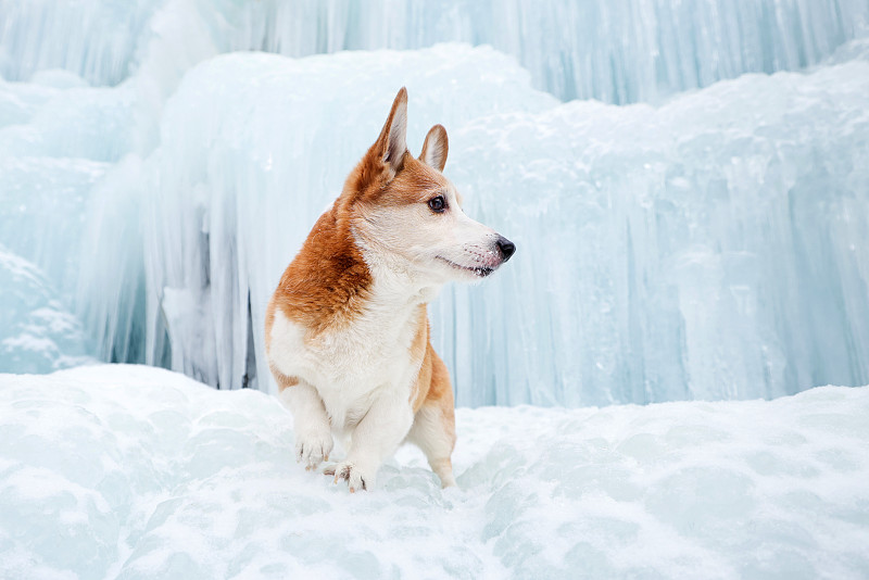 冰川上的柯基犬图片下载