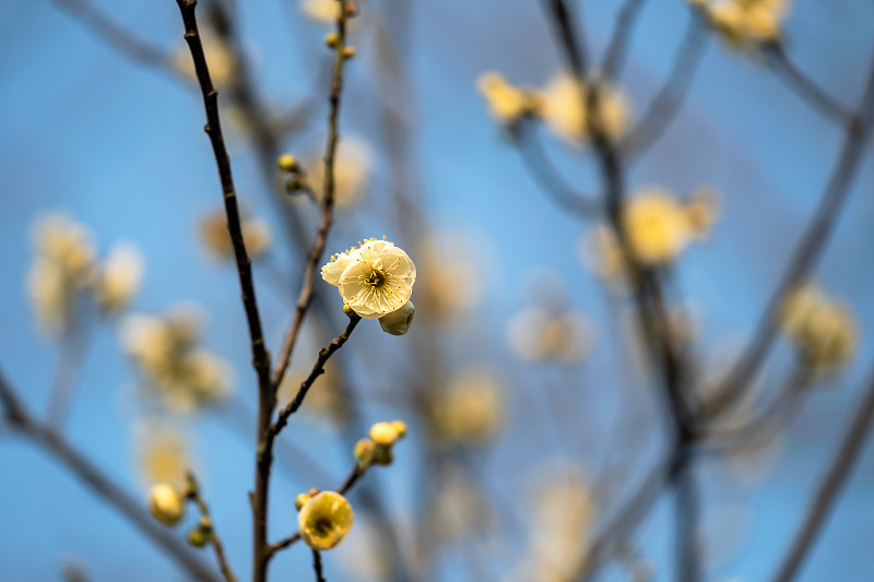 初春抢先盛开的白梅花图片下载