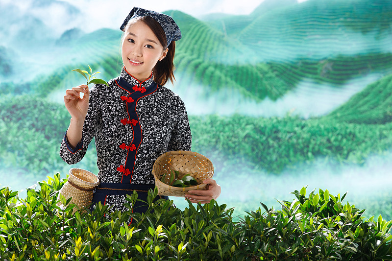 一个东方青年女人在茶园采茶图片素材