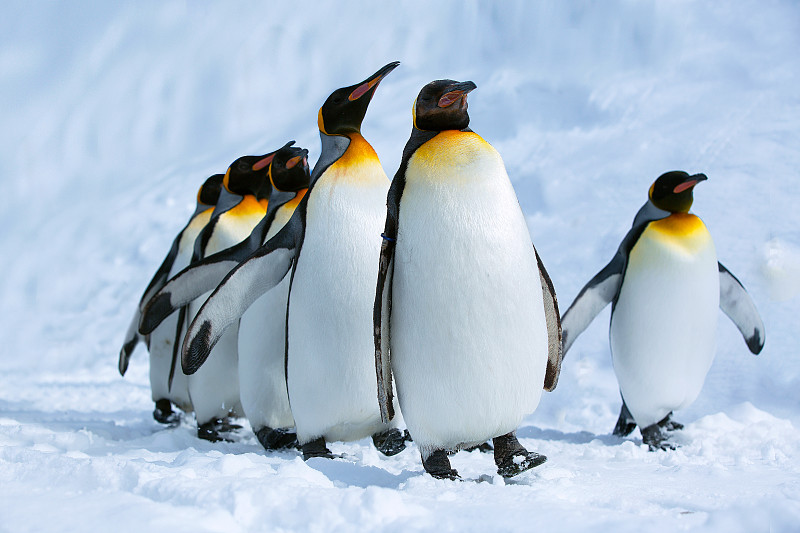 北海道旭川动物园企鹅图片素材