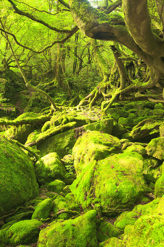 日本鹿儿岛县屋久岛白谷云须共森林中被苔藓覆盖的树木和巨石图片下载