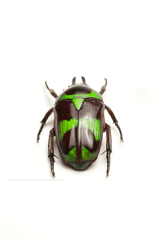 兜虫甲虫昆虫鞘翅目图片素材