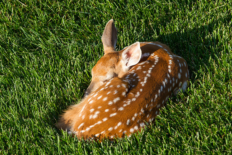 小鹿在草地上睡觉图片下载