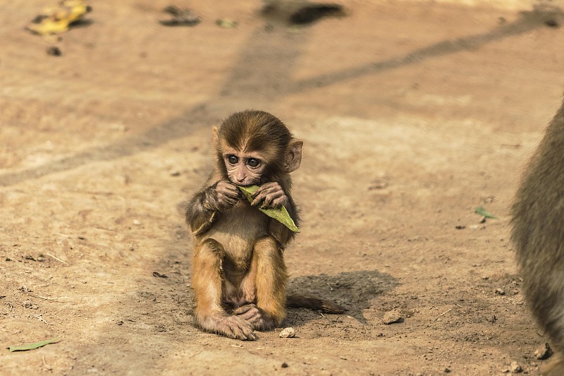 一只小猴子在吃东西。图片下载