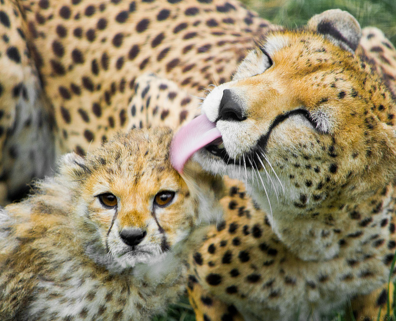 舔幼崽的猫科猎豹，英格兰切斯特，英国图片素材