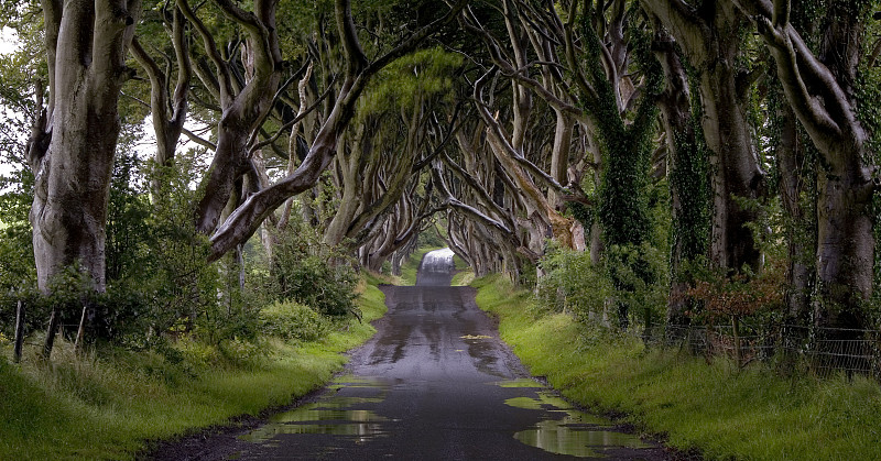 英国北爱尔兰乡村公路两侧树木形成的天然隧道图片下载