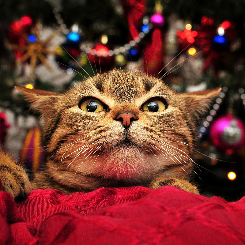 圣诞装饰猫肖像，塞尔维亚克纳耶瓦茨图片下载