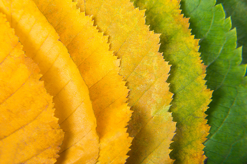 秋天的光谱图片素材