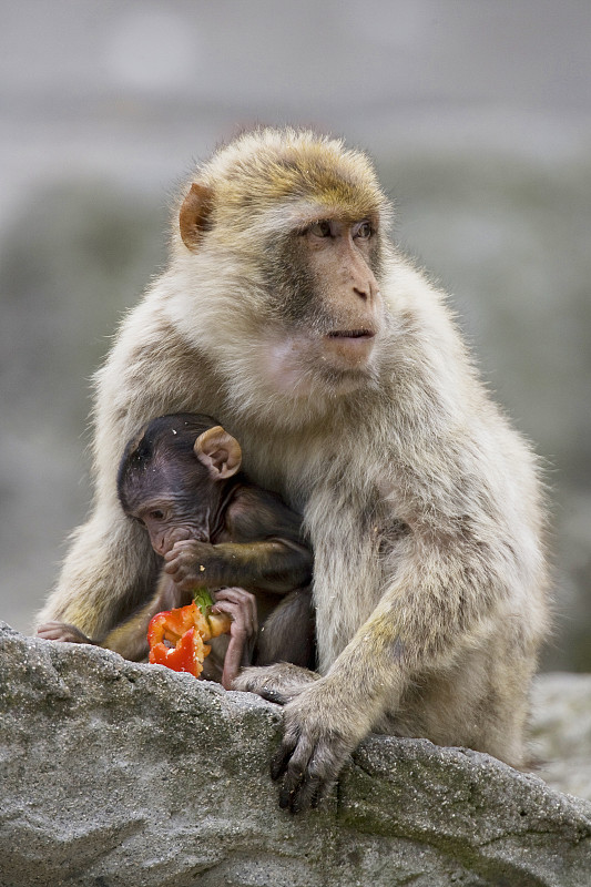 一只巴巴里猕猴的幼崽在母亲的怀抱中进食图片下载
